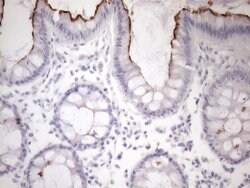 Invitrogen SSX2IP Monoclonal Antibody (OTI9B2) 100 &mu;L; Unconjugated:Antibodies,