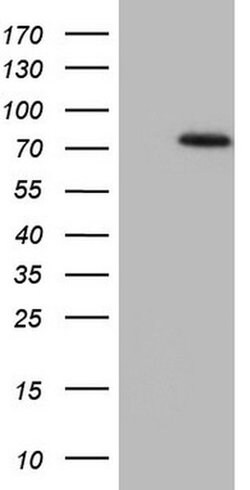 Invitrogen SSX2IP Monoclonal Antibody (OTI9B2) 100 &mu;L; Unconjugated:Antibodies,