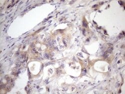 Invitrogen SSX2IP Monoclonal Antibody (OTI5C3) 100 &mu;L; Unconjugated:Antibodies,