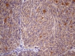 Invitrogen SSX2IP Monoclonal Antibody (OTI5C3) 100 &mu;L; Unconjugated:Antibodies,