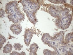 Invitrogen SSX2IP Monoclonal Antibody (OTI5C3) 100 &mu;L; Unconjugated:Antibodies,