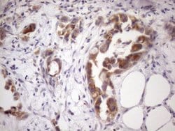 Invitrogen SSX2IP Monoclonal Antibody (OTI5C3) 100 &mu;L; Unconjugated:Antibodies,