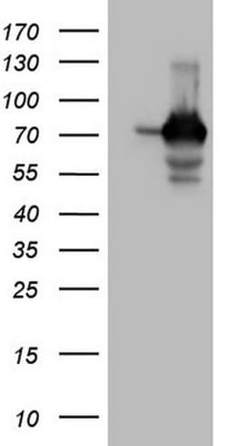 Invitrogen SSX2IP Monoclonal Antibody (OTI5C3) 100 &mu;L; Unconjugated:Antibodies,