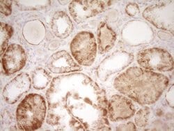 Invitrogen SFRP2 Monoclonal Antibody (OTI6C2) 100 &mu;L; Unconjugated:Antibodies,