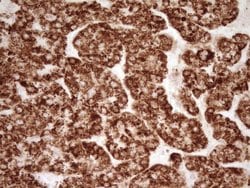 Invitrogen SFRP2 Monoclonal Antibody (OTI6C2) 100 &mu;L; Unconjugated:Antibodies,