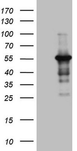 Invitrogen Pellino 1 Monoclonal Antibody (OTI1D9) 100 &mu;L; Unconjugated:Antibodies,
