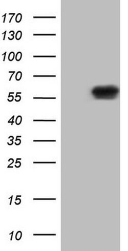 Invitrogen NUP43 Monoclonal Antibody (OTI7G10) 100 &mu;L; Unconjugated:Antibodies,