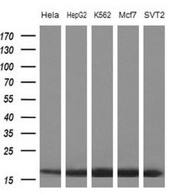 Invitrogen eIF1AY Monoclonal Antibody (OTI2G2) 100 &mu;L; Unconjugated:Antibodies,