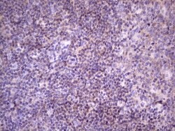 FBXO8 Monoclonal Antibody (OTI3C5):Antibodies, Monoclonal