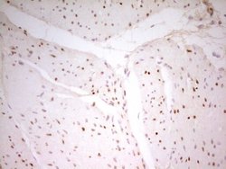 Invitrogen MEF2D Monoclonal Antibody (OTI3D12) 100 &mu;L; Unconjugated:Antibodies,