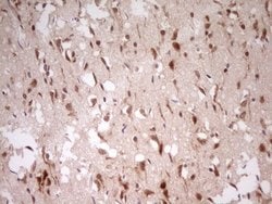 Invitrogen MYL4 Monoclonal Antibody (OTI1H6) 100 &mu;L; Unconjugated:Antibodies,