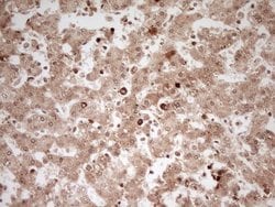 Invitrogen MYL4 Monoclonal Antibody (OTI1H6) 100 &mu;L; Unconjugated:Antibodies,
