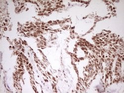 Invitrogen MYL4 Monoclonal Antibody (OTI1H6) 100 &mu;L; Unconjugated:Antibodies,