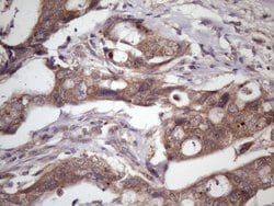 Invitrogen WDR61 Monoclonal Antibody (OTI2H10) 100 &mu;L; Unconjugated:Antibodies,