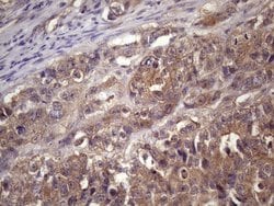 Invitrogen WDR61 Monoclonal Antibody (OTI2H10) 100 &mu;L; Unconjugated:Antibodies,