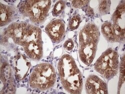 Invitrogen WDR61 Monoclonal Antibody (OTI2H10) 100 &mu;L; Unconjugated:Antibodies,
