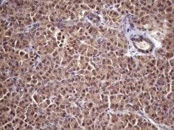 Invitrogen WDR61 Monoclonal Antibody (OTI2H10) 100 &mu;L; Unconjugated:Antibodies,