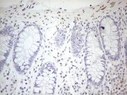 Invitrogen Pellino 1 Monoclonal Antibody (OTI13F8) 100 &mu;L; Unconjugated:Antibodies,