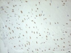 Invitrogen Pellino 1 Monoclonal Antibody (OTI13F8) 100 &mu;L; Unconjugated:Antibodies,