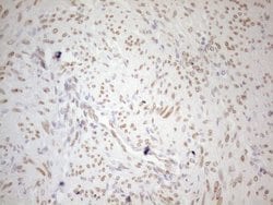 Invitrogen Pellino 1 Monoclonal Antibody (OTI13F8) 100 &mu;L; Unconjugated:Antibodies,