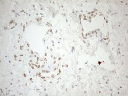 Invitrogen Pellino 1 Monoclonal Antibody (OTI13F8) 100 &mu;L; Unconjugated:Antibodies,