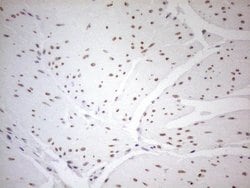 Invitrogen Pellino 1 Monoclonal Antibody (OTI13F8) 100 &mu;L; Unconjugated:Antibodies,