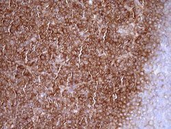 Invitrogen RPL10 Monoclonal Antibody (OTI6B11) 100 &mu;L; Unconjugated:Antibodies,