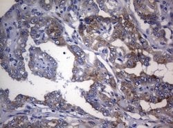 Invitrogen RPL10 Monoclonal Antibody (OTI9A8) 100 &mu;L; Unconjugated:Antibodies,