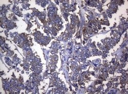 Invitrogen RPL10 Monoclonal Antibody (OTI9A8) 100 &mu;L; Unconjugated:Antibodies,