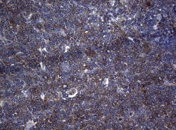Invitrogen RPL10 Monoclonal Antibody (OTI9A8) 100 &mu;L; Unconjugated:Antibodies,