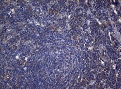 Invitrogen RPL10 Monoclonal Antibody (OTI9A8) 100 &mu;L; Unconjugated:Antibodies,