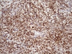Invitrogen TCEAL1 Monoclonal Antibody (OTI2G10) 100 &mu;L; Unconjugated:Antibodies,