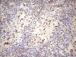 Invitrogen TCEAL1 Monoclonal Antibody (OTI2G10) 100 &mu;L; Unconjugated:Antibodies,