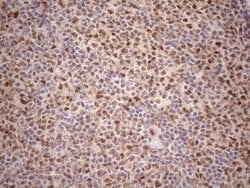 Invitrogen TCEAL1 Monoclonal Antibody (OTI2G10) 100 &mu;L; Unconjugated:Antibodies,