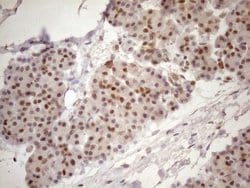 Invitrogen TCEAL1 Monoclonal Antibody (OTI2G10) 100 &mu;L; Unconjugated:Antibodies,