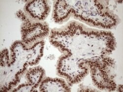 Invitrogen TCEAL1 Monoclonal Antibody (OTI2G10) 100 &mu;L; Unconjugated:Antibodies,