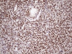 Invitrogen TCEAL1 Monoclonal Antibody (OTI2G10) 100 &mu;L; Unconjugated:Antibodies,