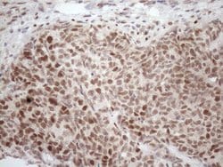 Invitrogen TCEAL1 Monoclonal Antibody (OTI2G10) 100 &mu;L; Unconjugated:Antibodies,