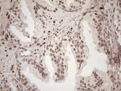 Invitrogen TCEAL1 Monoclonal Antibody (OTI2G10) 100 &mu;L; Unconjugated:Antibodies,