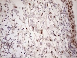 Invitrogen TCEAL1 Monoclonal Antibody (OTI2G10) 100 &mu;L; Unconjugated:Antibodies,