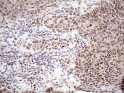 Invitrogen TCEAL1 Monoclonal Antibody (OTI2G10) 100 &mu;L; Unconjugated:Antibodies,