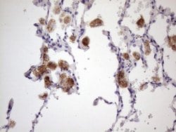 Invitrogen ALOX12 Monoclonal Antibody (OTI1C3) 100 &mu;L; Unconjugated:Antibodies,