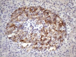 Invitrogen ALOX12 Monoclonal Antibody (OTI1C3) 100 &mu;L; Unconjugated:Antibodies,