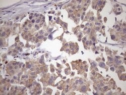 Invitrogen SMCP Monoclonal Antibody (OTI6G9) 100 &mu;L; Unconjugated:Antibodies,
