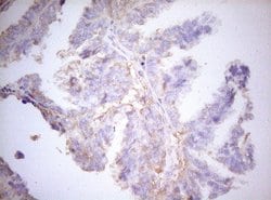 Invitrogen APPL1 Monoclonal Antibody (OTI4B11) 100 &mu;L; Unconjugated:Antibodies,