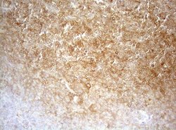 Invitrogen APPL1 Monoclonal Antibody (OTI4B11) 100 &mu;L; Unconjugated:Antibodies,