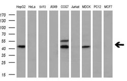 Invitrogen Myostatin Monoclonal Antibody (OTI3A7) 100 &mu;L; Unconjugated:Antibodies,