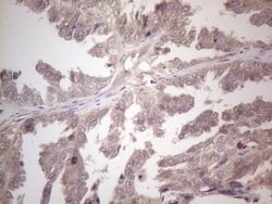 Invitrogen B4GALT4 Monoclonal Antibody (OTI8B6) 100 &mu;L; Unconjugated:Antibodies,