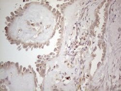 Invitrogen B4GALT4 Monoclonal Antibody (OTI8B6) 100 &mu;L; Unconjugated:Antibodies,