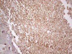Invitrogen B4GALT4 Monoclonal Antibody (OTI8B6) 100 &mu;L; Unconjugated:Antibodies,